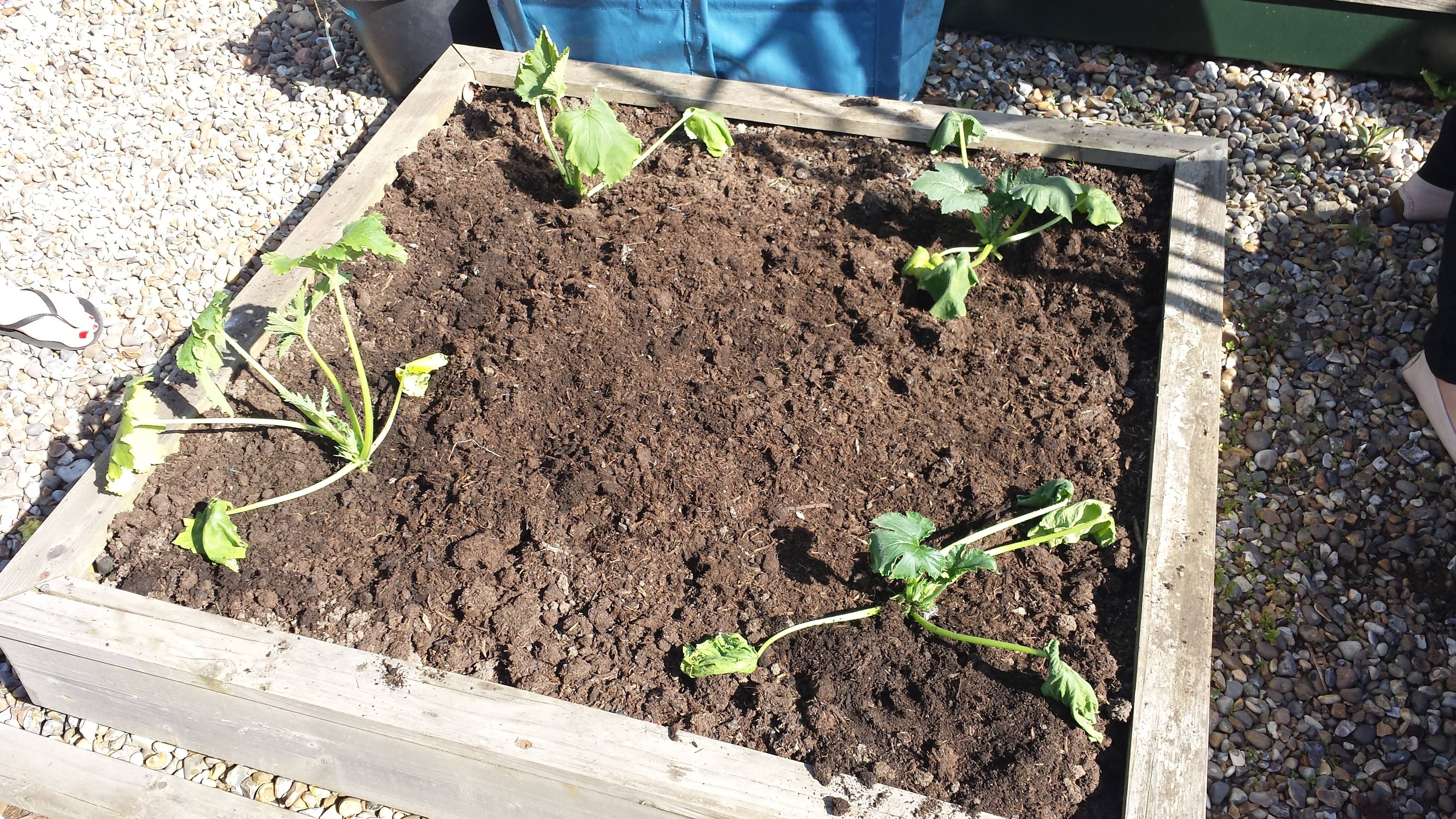 Courgettes Raised Beds 1